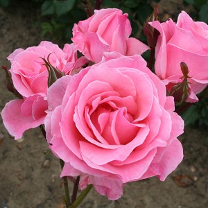 THE QUEEN ELIZABETH (floribunda)